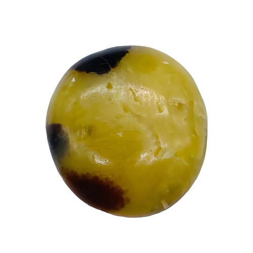 Septarian Palm Stone