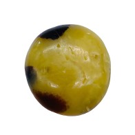 Septarian Palm Stone