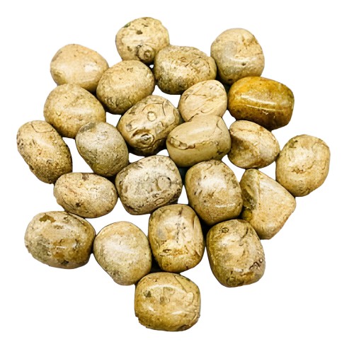 1 lb Fossil Coral Tumbled Stones