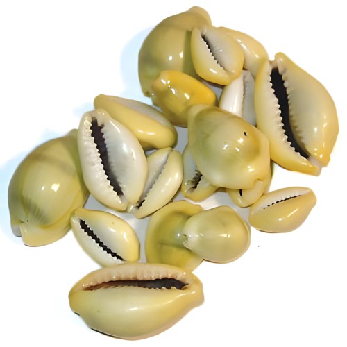 Conchas Cowrie 18 pcs - Suministros de Artesanía Espiritual