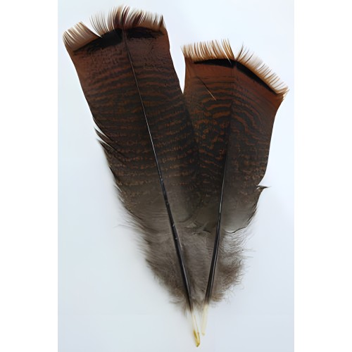Bronze Pre-tail Turkey Feather