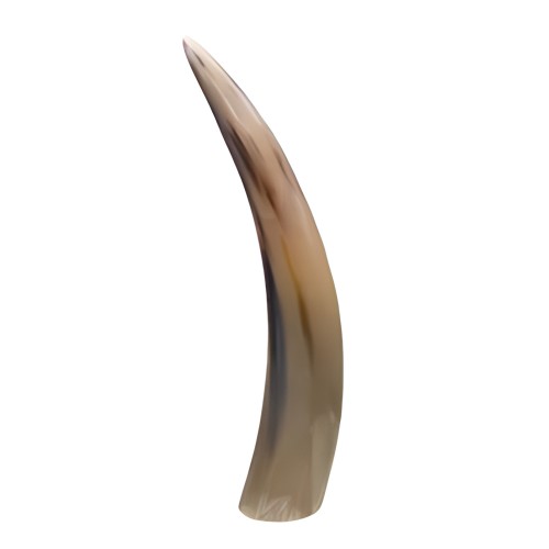 12" Polished Cattle Horn
