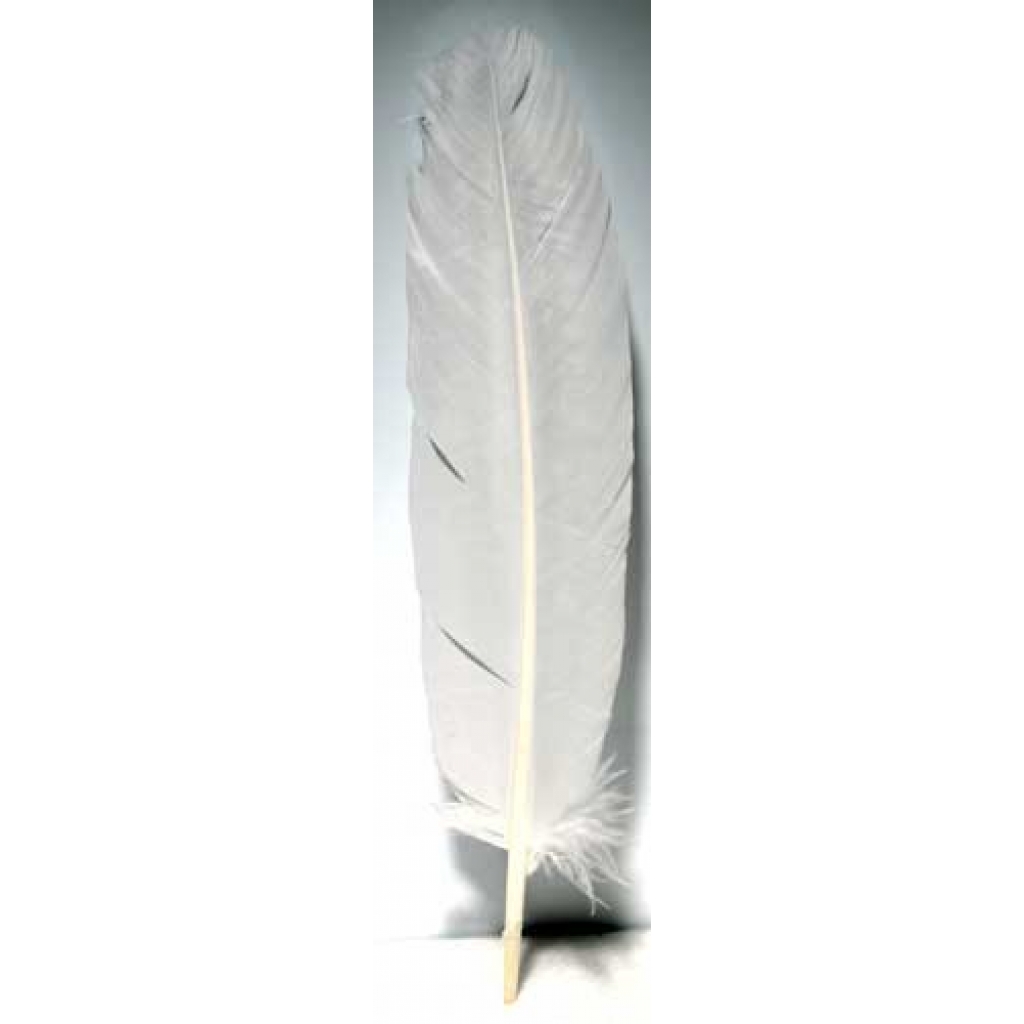 (set of 10) White feather 12